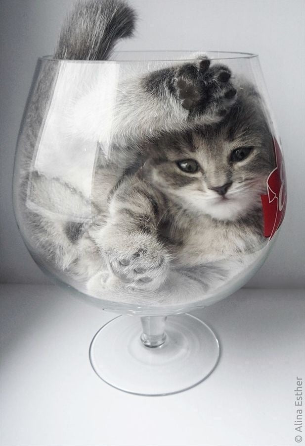 Are cats liquid? We'll dive into the magic cuteness here