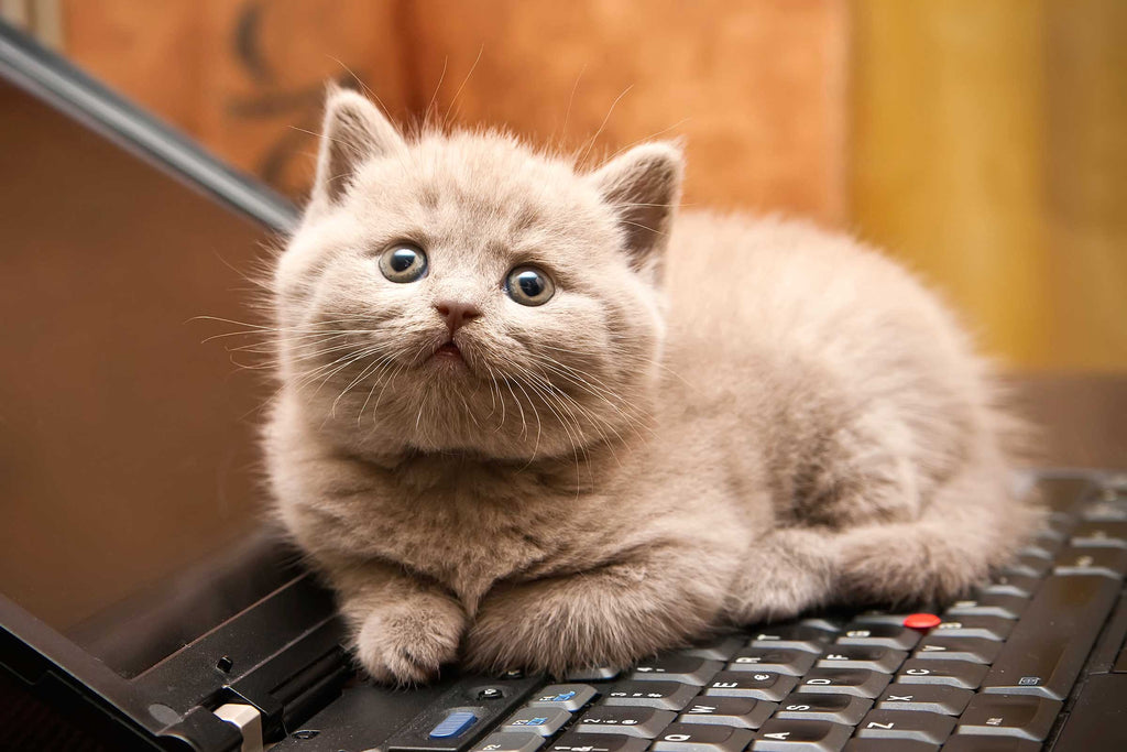 6 Quirky Cat Habits- Explained