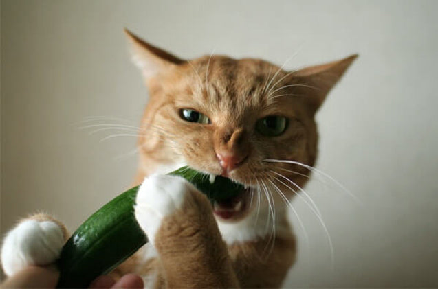 Why Are Cats Scared of Cucumbers and Other Curiousities
