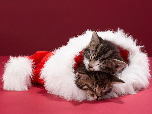 5 PURRFECT Christmas Gift Ideas for Cat Lovers