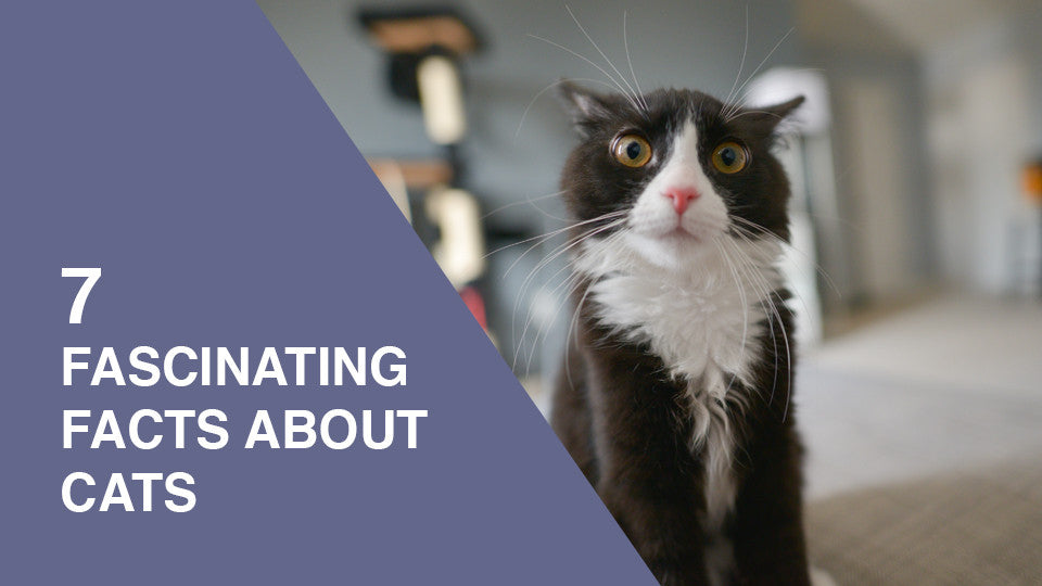 7 Fascinating Facts About Cats