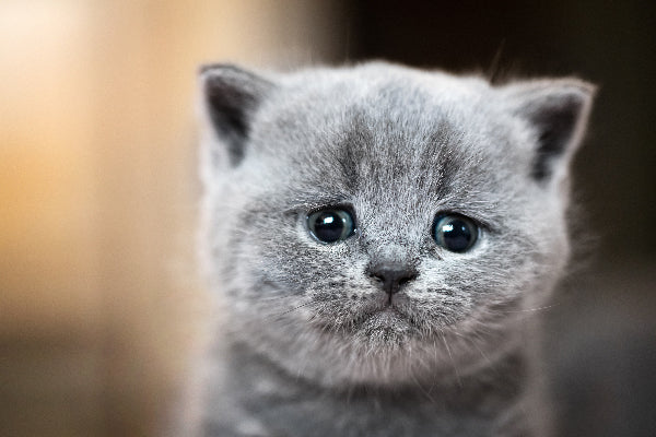 Why do cats cry? Are they sad?