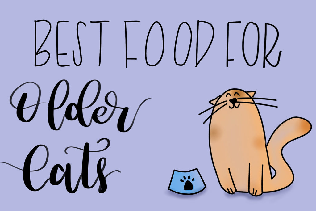 What Are the Best Foods for Older Cats?