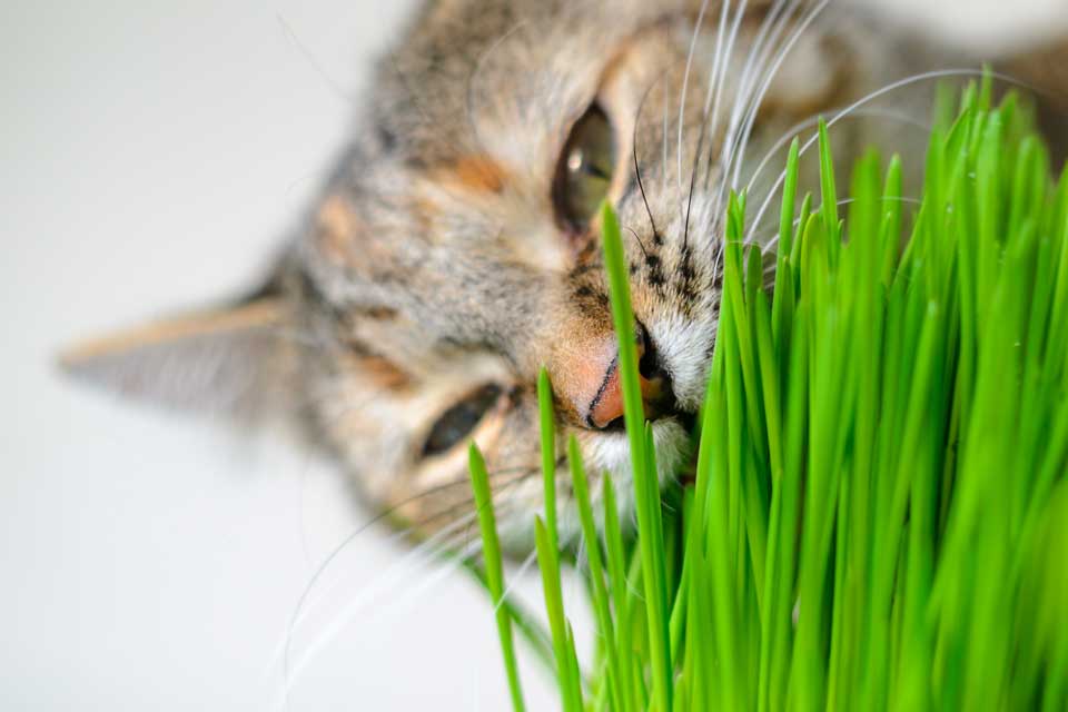Why do cats eat grass? Could cats be vegetarian?