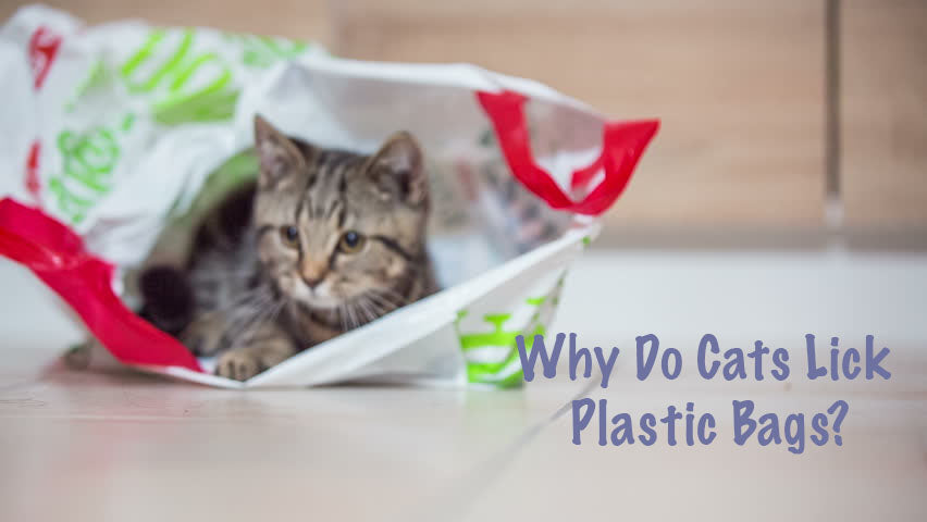 Why Do Cats Lick Plastic Bags?