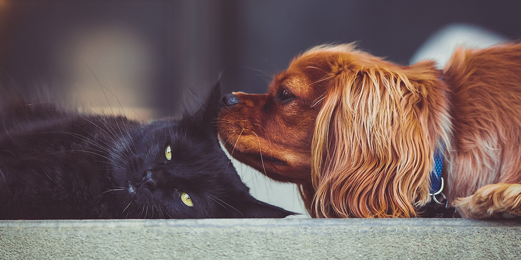 Why Do Cats and Dogs Fight? Are they bitter rivals?