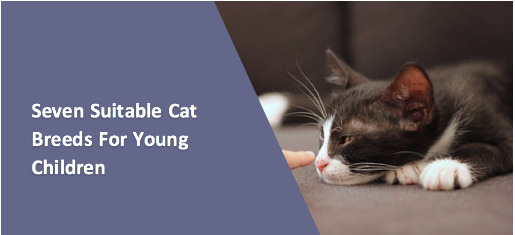 Seven Suitable Cat Breeds For Young Children
