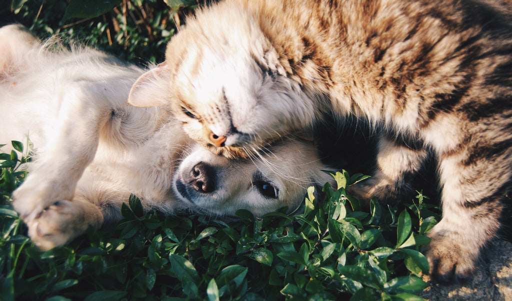 Do Dogs and Cats Really Hate Each Other?