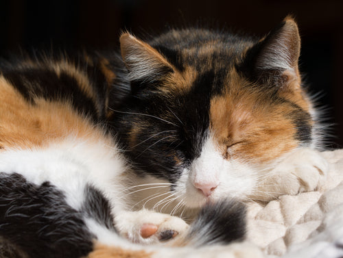 Why Calico Cats Are Amazing