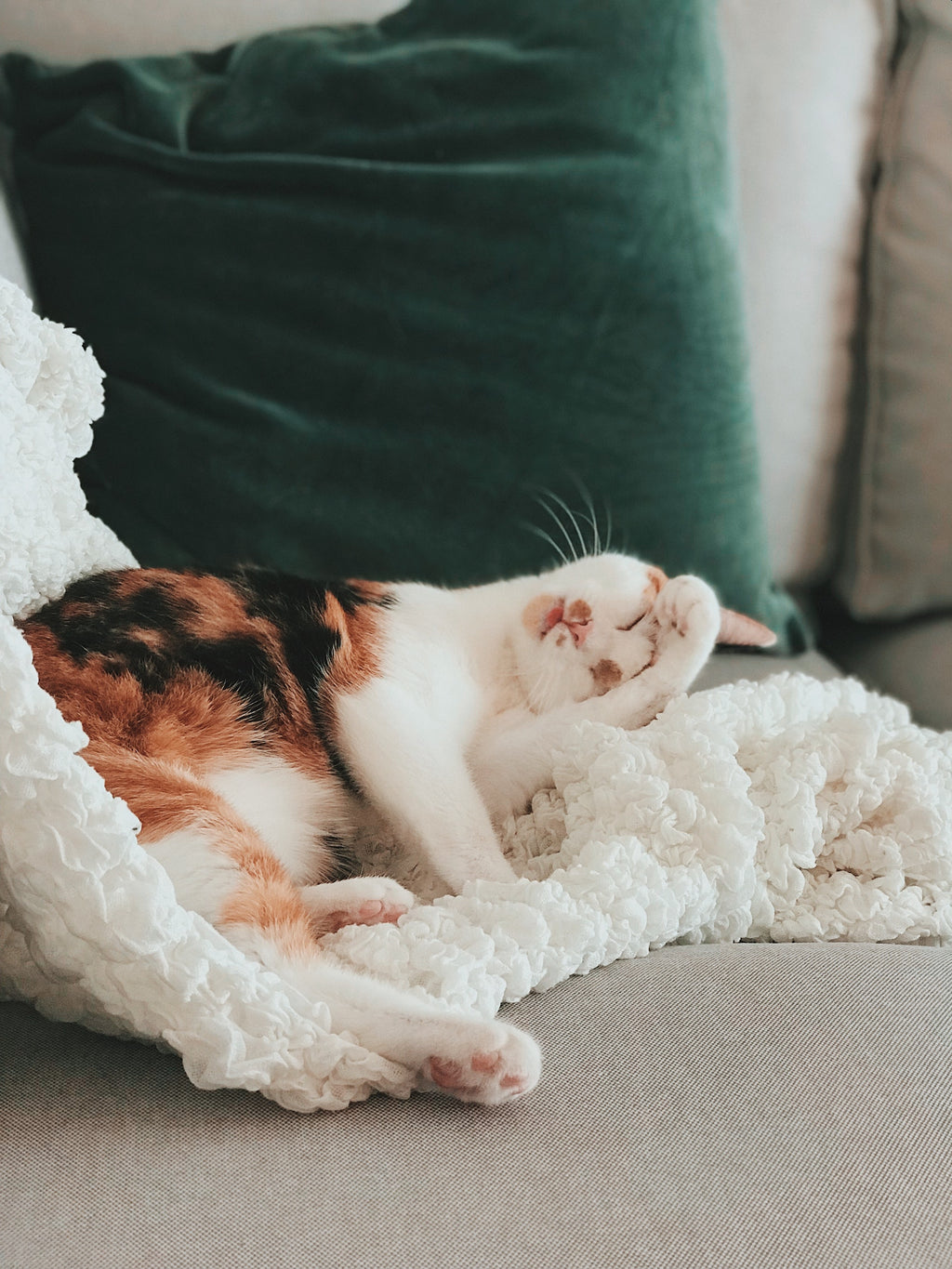 Cats and Babies, Are they Compatible with Each Other?