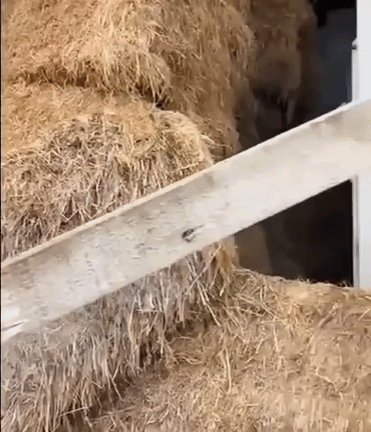 4 Of the Cutest Cat Gifs and Pics!