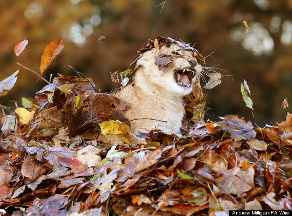 3 Things to do with your cat this fall