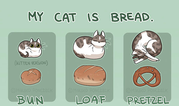 Are cats able to eat bread?