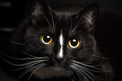 Why do cats have whiskers? What are they for?
