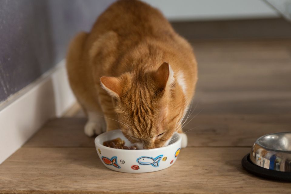 Do you know how a heavy grain diet can affect your cats?