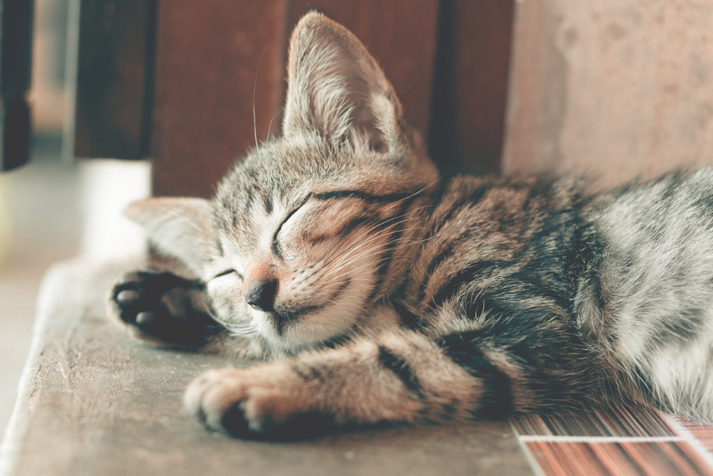 Why are cats so cute? Definitive reasons why right here!
