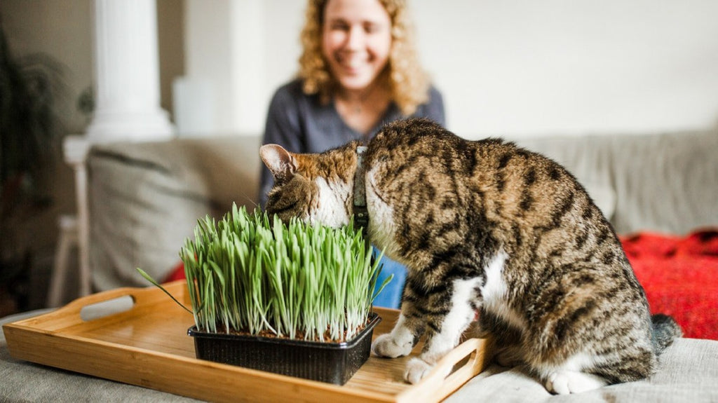 What does Catnip do to Cats?