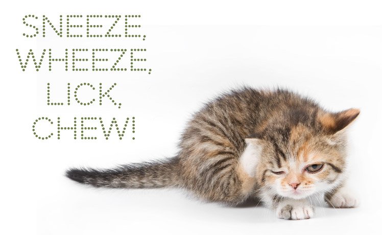Bumps on your cat? What could they be?