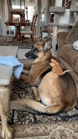 Cutest Cat Interactions Part 1
