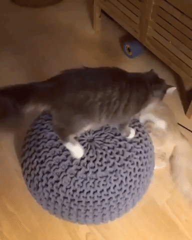 Best Cat Gifs Part 1