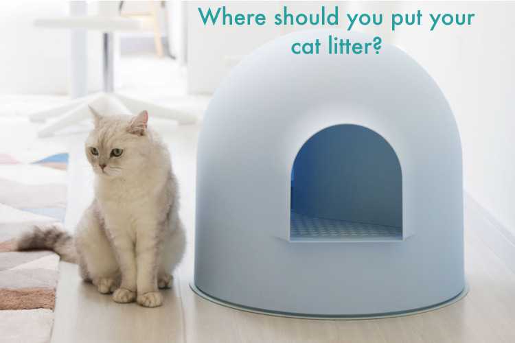 Where should you put your cat litter?