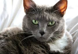 How do cats communicate with each other?