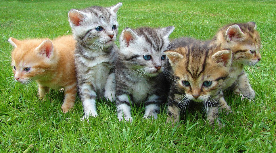 Cat Behavior Part 1 - Week 0-5