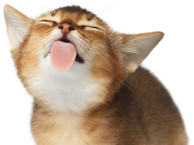 Why Do Cats Lick Themselves?