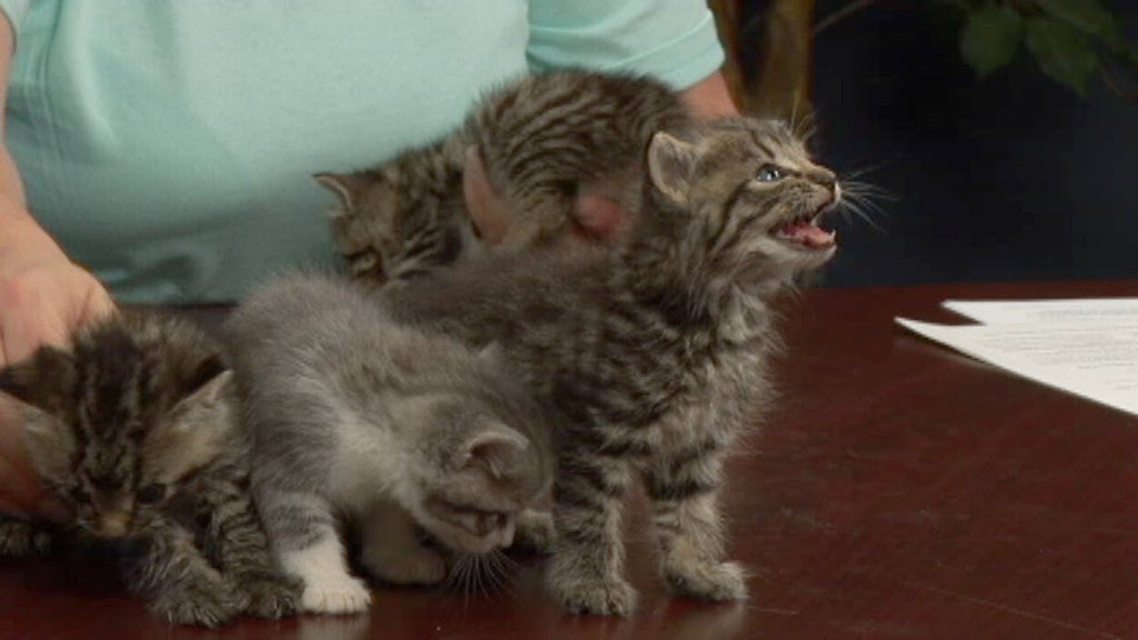 Cat Behavior Part 2 - Week 6-12