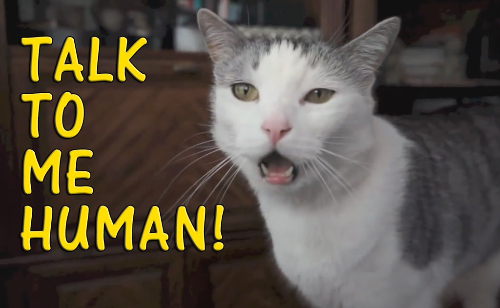 Cat Myths: Why Do Cats chatter? Are they having conversations with each other?