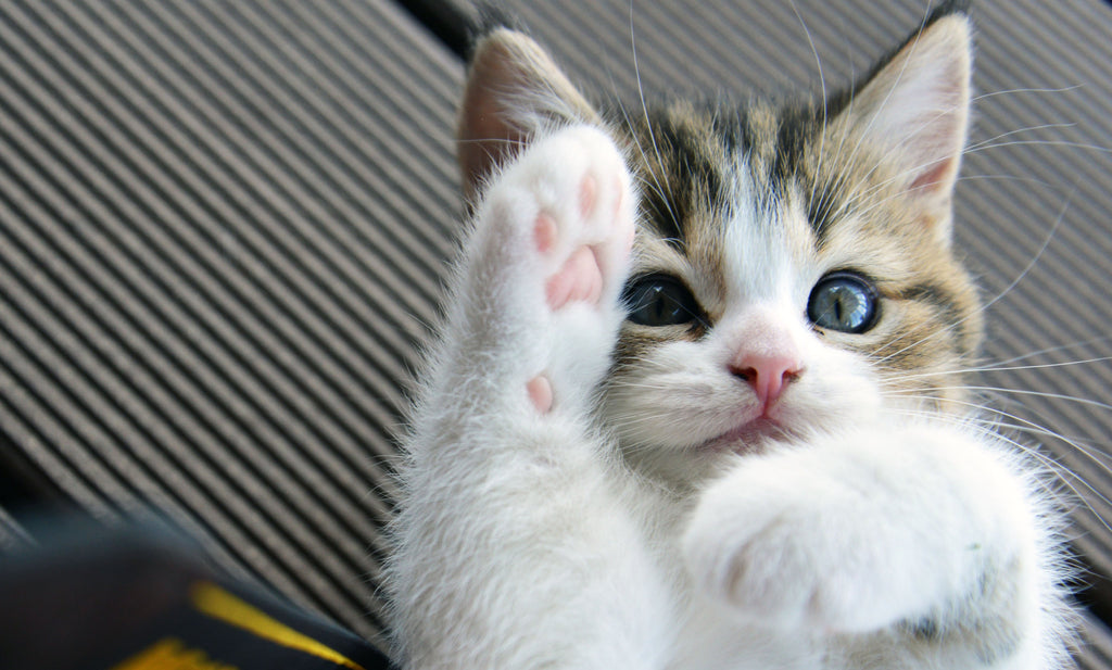 Petting Tips: Why to Adopt Over Shop for Your Cat