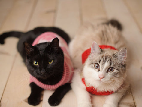 Cats sales real age