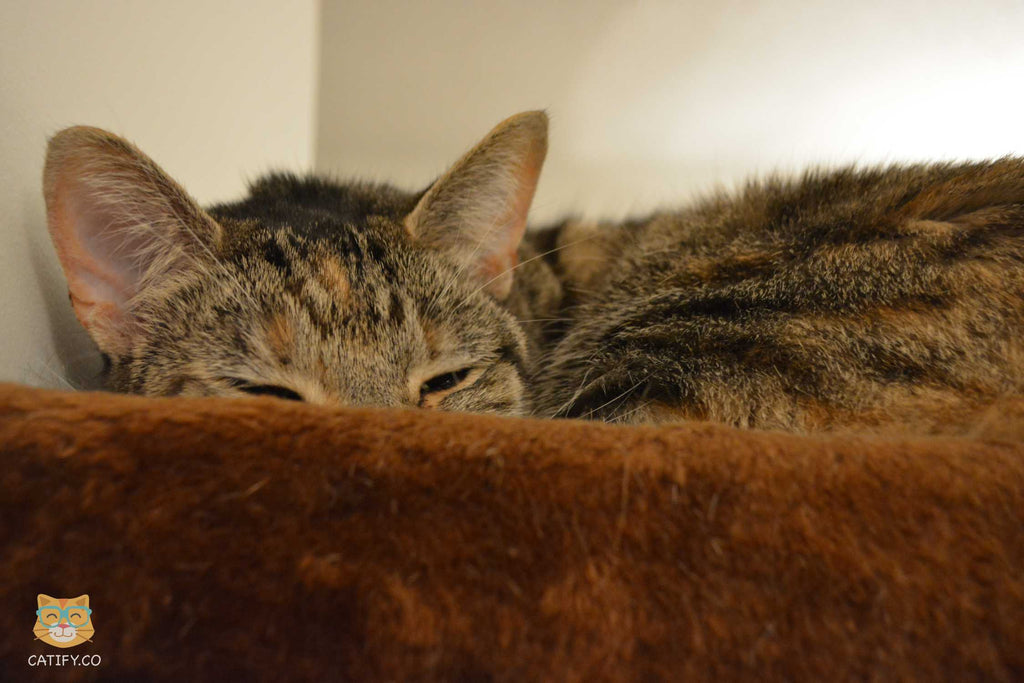 Wondering how age affects your cat? - Find All the Answers Here