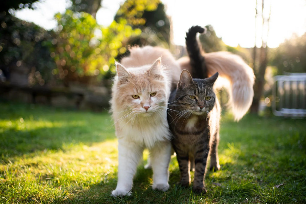 Why do cats wag their tail?