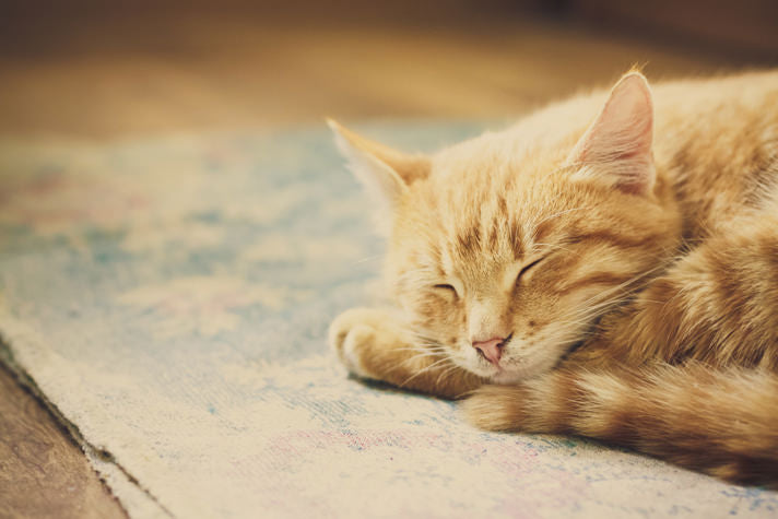 Why Do Cats Sleep So Much?