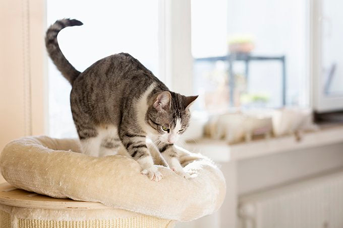Why do cats knead? Are they angry or happy?