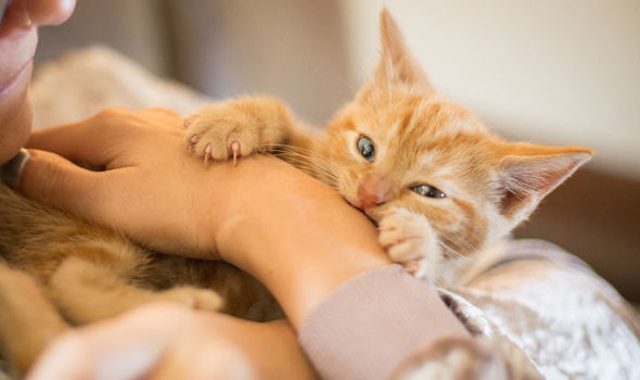 Why do cat scratch? Do they have a natural instinct?