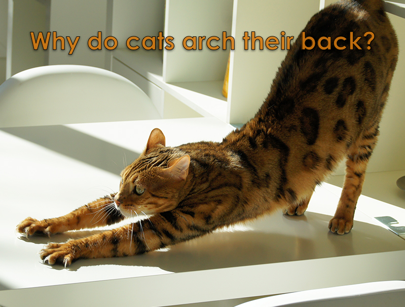 Why do cats arch their back? The untold stories!