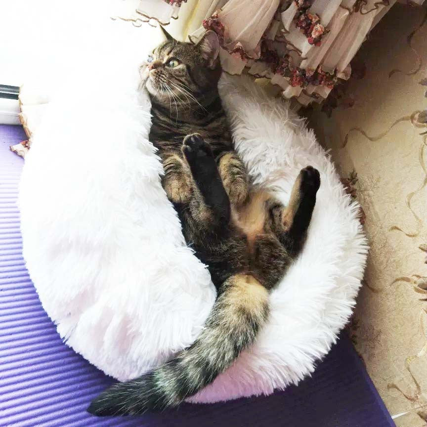 Long Plush Cozy Cat Bed